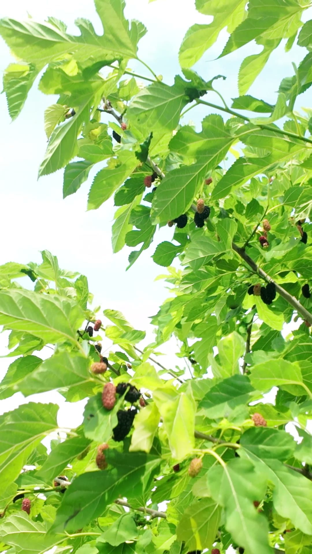 Ripening mulberries on the branch against the sky