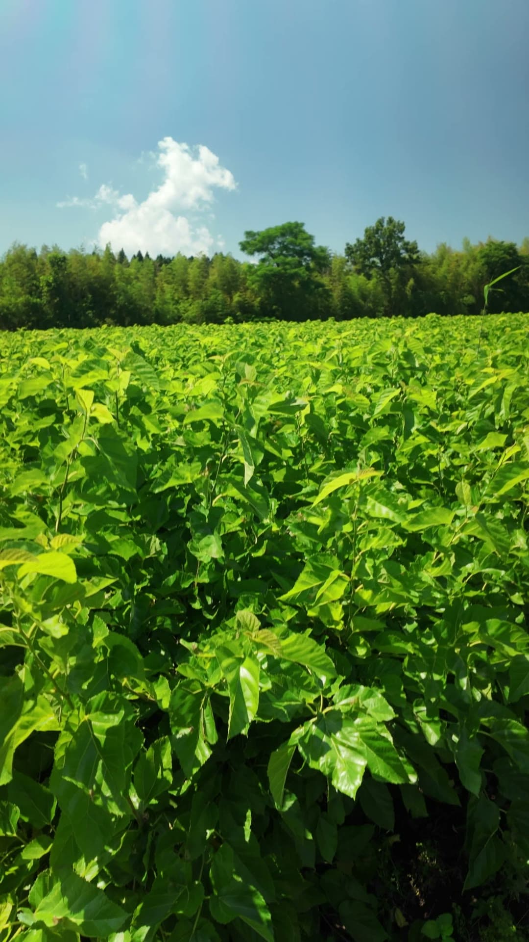 A mulberry field in summer, rows of leaves under a blue sky