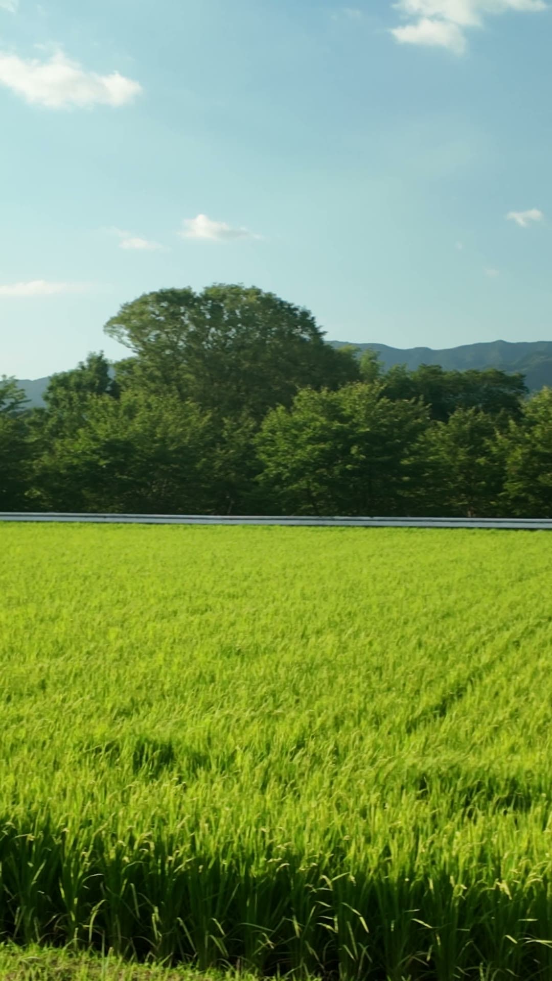 Rice paddies running to the mountains in rural Japan